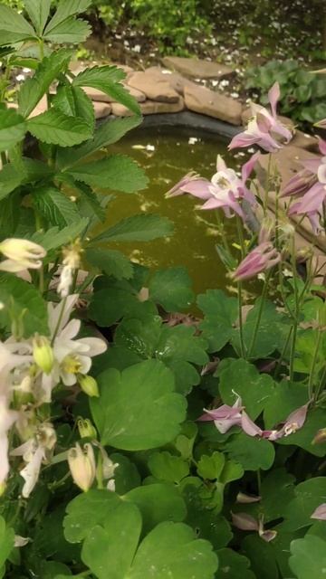 Аквилегия предпочитает влажные, слегка затененные места #цветы #garden #аквилегия #водосбор смотреть онлайн