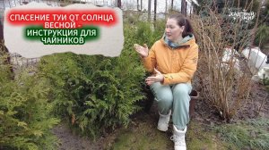 ТУИ ВЕСНОЙ В ШОКЕ ОТ СОЛНЦА - ЧЕМ ОБРАБОТАТЬ МОЛОДЫЕ ТУИ ОТ СОЛНЕЧНЫХ ОЖОГОВ И ПОЖЕЛТЕНИЯ