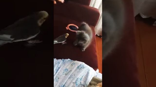 Попугай против кота :)))) смотреть онлайн