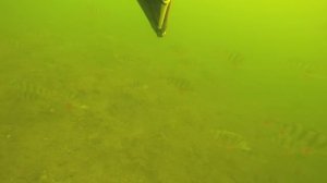 Полосатые хищники