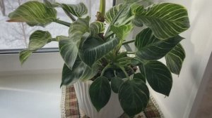 Филодендрон Биркин. Почему темные пятна на листьях и загнивает макушка? Срезаю верхнюю часть.