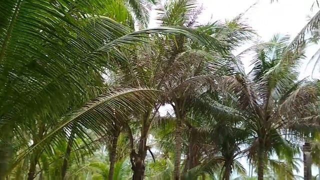 Пальмовая Роща смотреть онлайн