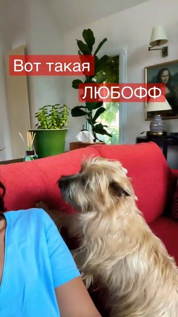 #собака #франция #смешныевидео смотреть онлайн