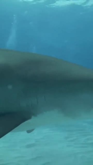 Shark Diving Bahamas #shorts #sharks #sharkdiving #bullshark смотреть онлайн