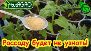 ГОТОВЬТЕ МЕШКИ ПОД УРОЖАЙ! Дешевая натуральная подкормка. Полейте и через 2 дня не узнаете растения