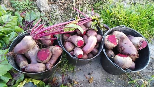 Убираю свеклу. смотреть онлайн