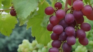 Виноград Виктория характеристика и описание сорта, посадка и уход - Ягоды