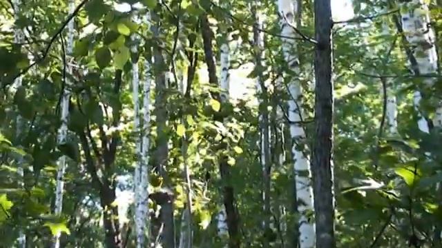 Ориентирование 2010 смотреть онлайн