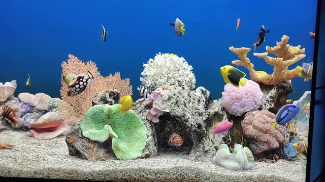 Marine aquarium 3d смотреть онлайн