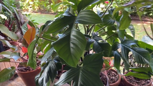 PLANTAS VARIEGADAS E TROPICAIS DE FÁCIL E DIFICIL REPRODUÇÃO E COM PREÇO ELEVADO. Ateliê Florescer смотреть онлайн