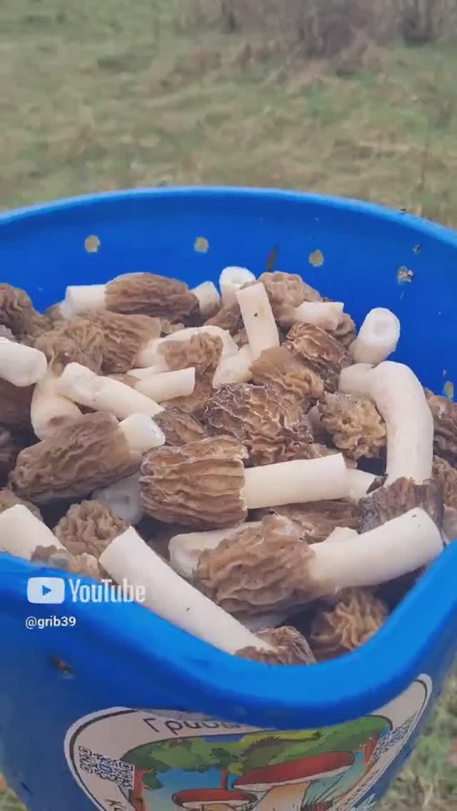 Грибники в шоке . СМОРЧКОВАЯ ШАПОЧКА, полные лукошки!!! смотреть онлайн