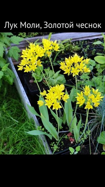 Золотой чеснок или лук  Моли