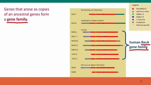 2N - Gene evolution: outcomes смотреть онлайн