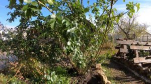 Укрытие плетистой розы. Часть 1