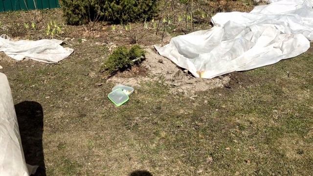 Первая подкормка и обработка розПродолжаем реанимацию розЧто делаю с розами весенней посадки☝️ смотреть онлайн