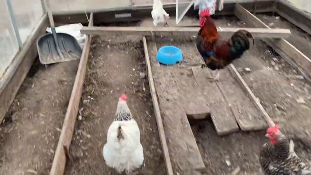 Квочка всё замазала🤦🏼_♀️печалька😢нужно срочно шить ПОПОНЫ для кур🤦🏼_♀️31 марта 2025 года смотреть онлайн