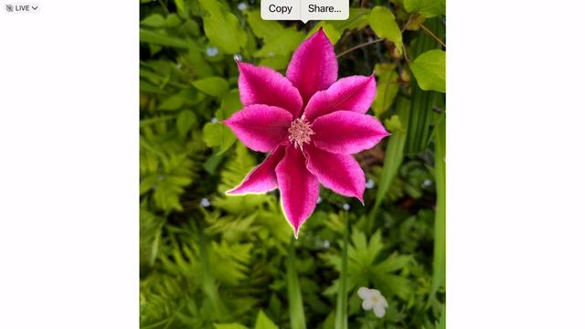 Isolate and copy an item in a iPhone/iPad Photograph