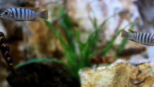 01. ФУТАЖ. Аквариум (Aquarium) смотреть онлайн