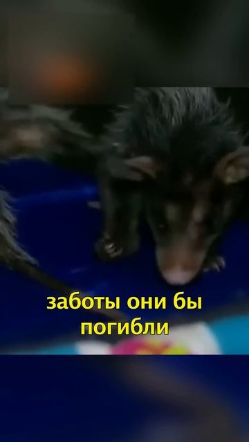 🐕Собака Усыновила Опоссумов💕 смотреть онлайн