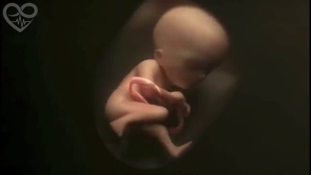 Развитие малыша в утробе мамы