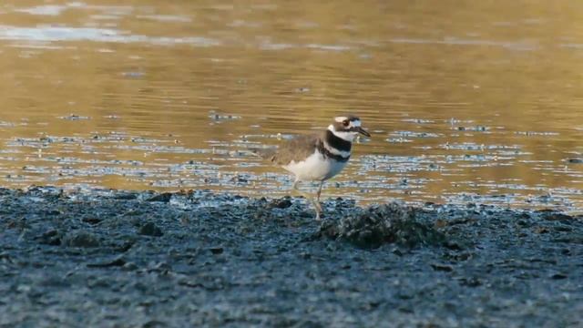 Killdeer (GH2 + 100-300mm) смотреть онлайн