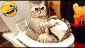 Смешные КОТЫ 2025🐺😸 Лучшие ПРИКОЛЫ С КОТАМИ,🐺😸 Кошки,😸🐺Животные,🫣 😸Смешное видео 2025(#2)