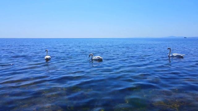 лебеди в морето смотреть онлайн