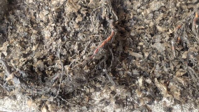 Распаковка посылки с розами из питомника смотреть онлайн