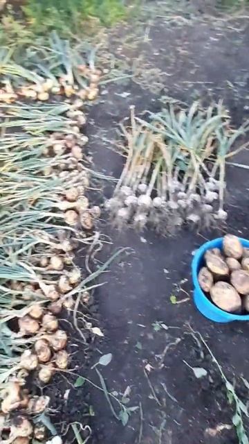 выкопала чеснок смотреть онлайн