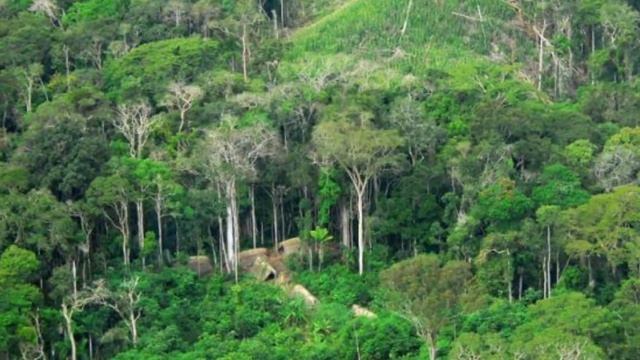 The Most Pleasant Forest Sounds Of Brazil, Sounds, Forest. Самые приятные звуки леса Бразилии, лес.