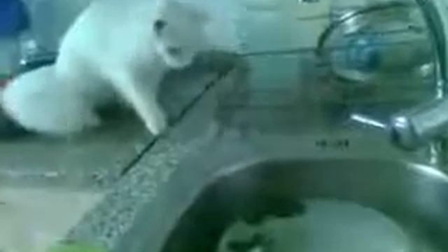 Прикольные кошки Коты развлекаются на кухне с мойкой Забавно смотреть!! смотреть онлайн