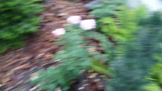 Вечерний обзор участка / мангал 29 июля смотреть онлайн