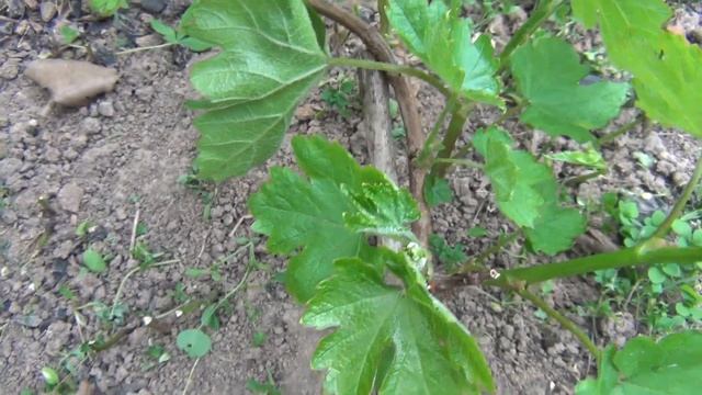 ВИНОГРАД ВТОРОГО ГОДА ЖИЗНИ В МАЕ. КАКИЕ ПОБЕГИ ОСТАВЛЯТЬ а КАКИЕ ВЫЛАМЫВАТЬ смотреть онлайн