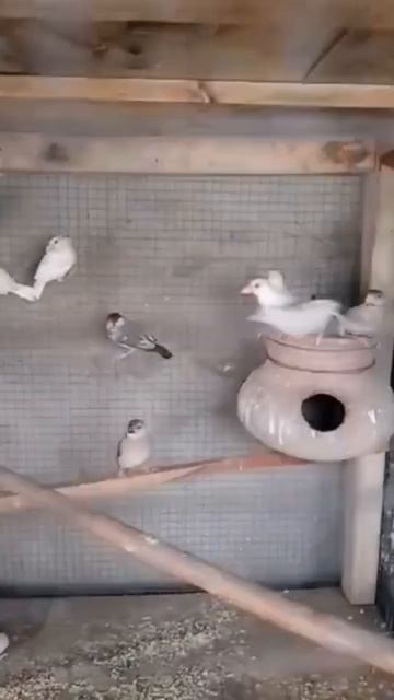 jave finches colony смотреть онлайн