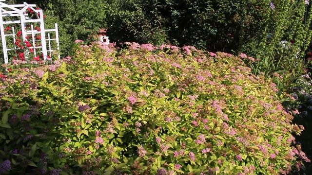 Сад в июле после урагана и дождя. Цветут розы, спиреи. 11 июля смотреть онлайн
