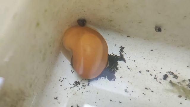Apple snails eggs смотреть онлайн