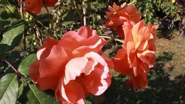 Розы, растущие в полутени смотреть онлайн