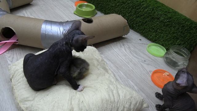Один Новенький цыплёнок «Цыпа» зашугал целую стаю котят! Птица против прайда! смотреть онлайн