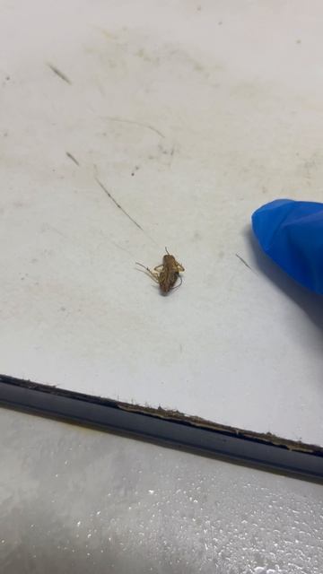 Первая жертва обработки на объекте 🙅♂️