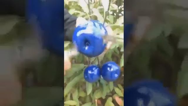 How many apples did you see and eat смотреть онлайн