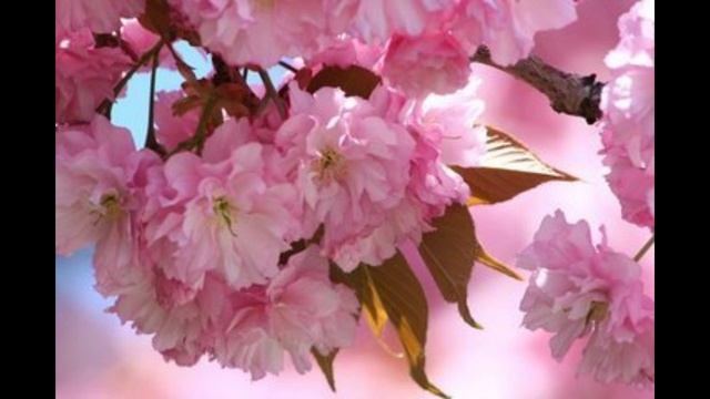 Pink cherry and apple blossom white смотреть онлайн