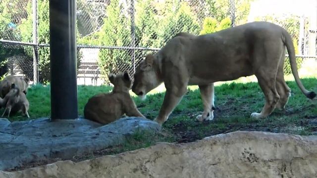 Lion Pride of Chicago Lincoln Park Zoo | Enrichment Feeding plus 3 new adorable Cubs | May 3 2023 смотреть онлайн