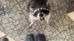 РЫСИ, КОТЫ И БОБР В МОЁ ОТСУТСТВИЕ