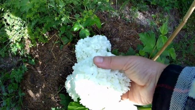 Дача. Прогулка по саду в начале лета смотреть онлайн