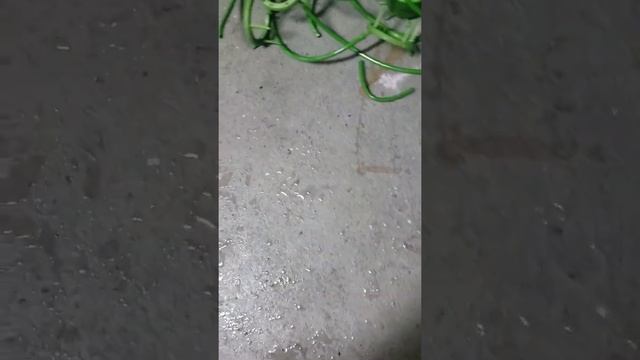 Flora Flex In 1 Gallon Soil Pots