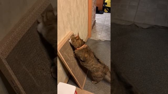 Когтедралка для пушистой аферистки❤😄 смотреть онлайн