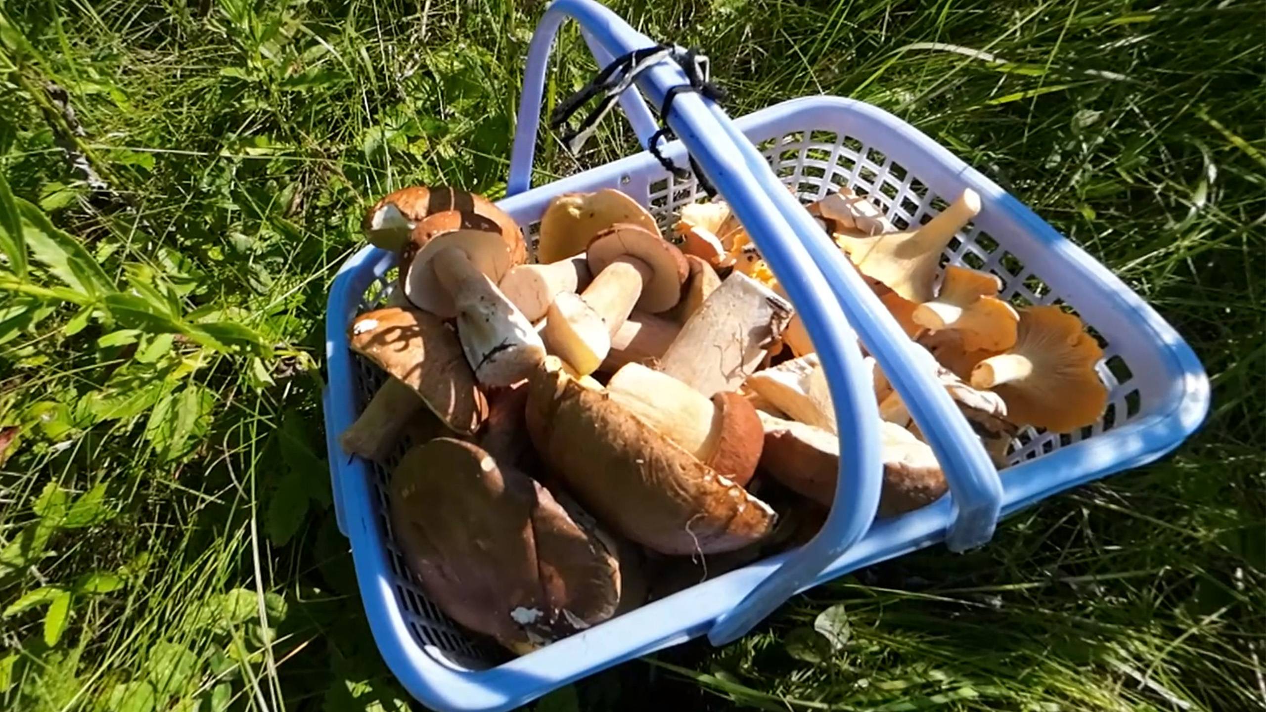 Белые грибы и лисички. Тихая охота. Август. смотреть онлайн