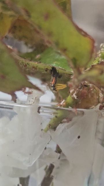 Harmonia axyridis larva molting смотреть онлайн