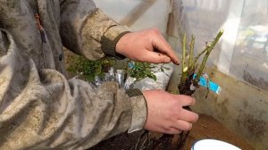 Саженцы Розы Фокино