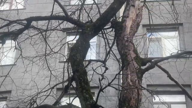 Деревья во дворе дома 16, корпус 1 по Московскому шоссе. Видео: пресс-служба прокуратуры Петербурга смотреть онлайн
